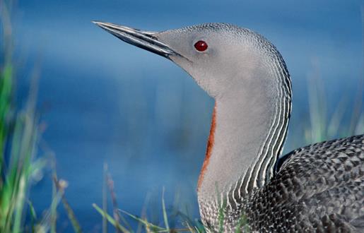 Red Throated Diver-Loch Langavat