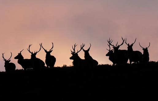 Red Deer - Glen Cravadale