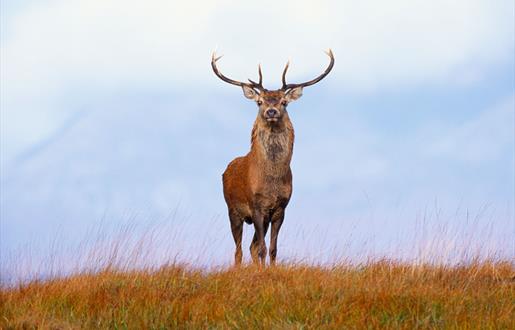 Red Deer - Glen Langadail