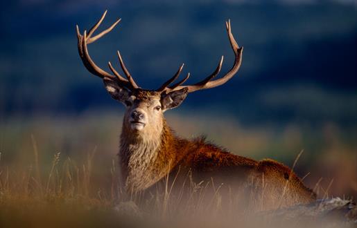 Red Deer - Pairc