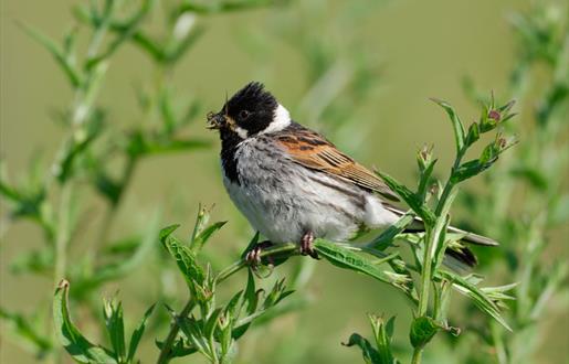 Reed Bunting - Balranald township