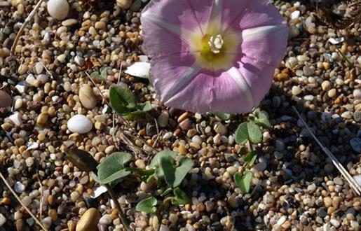 Sea Bindweed - Princes Strand