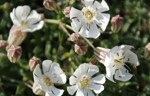 Sea Campion - Mangurstadh Head