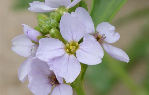 Sea Rocket-Bosta