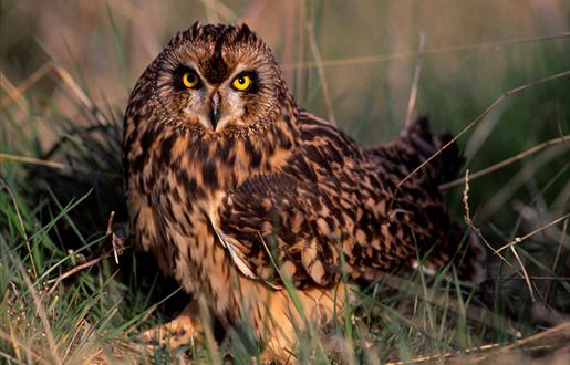 Short Eared Owl - Boisdale