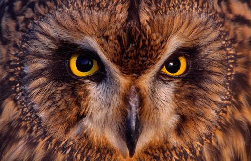 Short Eared Owl - Loch Bee