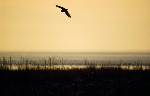 Short Eared Owl-Griminish