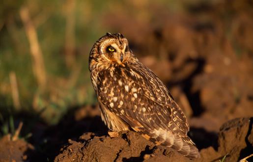 Short Eared Owl - Reuval