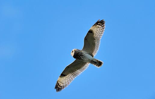 Bird of Prey Trail - Outer Hebrides