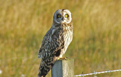 Short Eared Owl - Committee Road