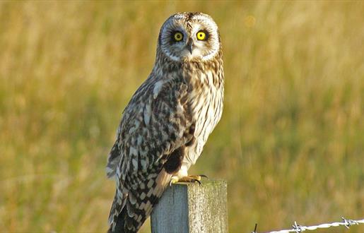 Short Eared Owl - Committee Road