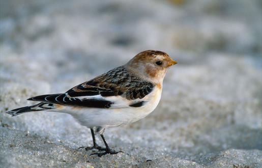 Snow Bunting-Sollas