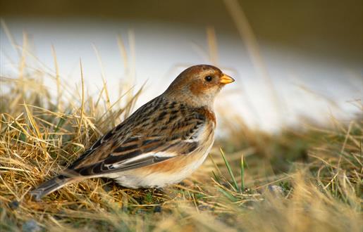 Snow Bunting - Eochdar