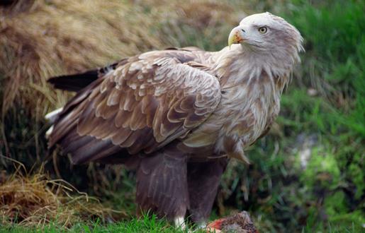 White Tailed Sea Eagle - Lochmaddy