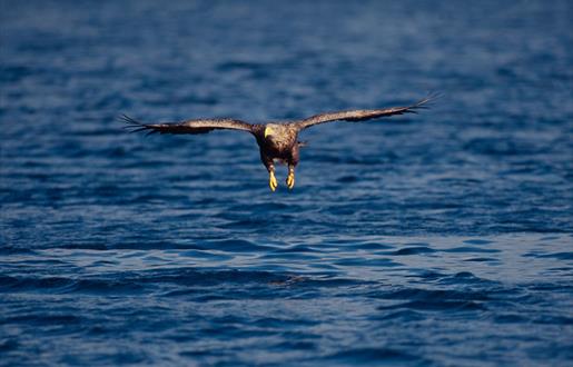 White-tailed Sea Eagle © Laurie Campbell