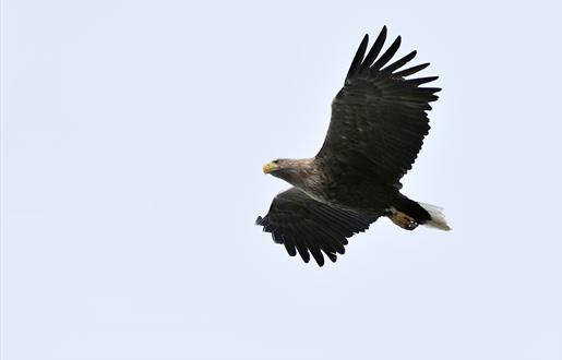 White-tailed Sea Eagle © Laurie Campbell