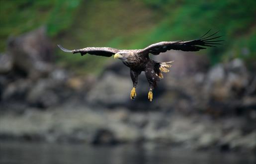 White Tailed Sea Eagle-Loch Eynort