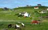 Eriskay Shop ponies on field