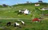 Eat Drink Hebrides - Eriskay Shop ponies