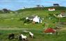 Eriskay Shop ponies in field