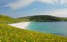 Eriskay Shop machair flowers