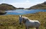 Eat Drink Hebrides - Eriskay Shop pony