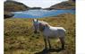Eat Drink Hebrides - Eriskay Shop pony
