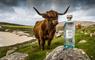 Isle of Harris Distillery Gin & highland cow