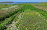 The Bragar machair is a stronghold of rare species such as the Corncrake