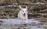 Kirrin Cottages - dog running along beach