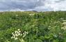 Wildflower meadows are maintained by traditional crofting practices