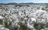 Bog cotton on the Lewis peatlands