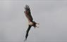 Kirrin Cottages - Eagle