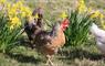 Kirrin Cottages - Chickens