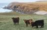 Cattle by the storm beach at Fevig