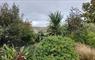 Kelp Cottage garden