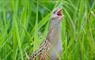 Corncrake