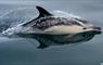 Immerse Hebrides Boat Tours dolphn under water