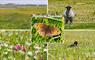 Wild Coast Hebrides Magical Machair