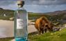 Eat Drink Hebrides - Isle of Harris Distillery gin bottle & highland cow