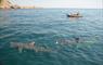 Basking sharks