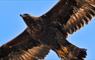 Golden Eagle - Loch Eynort