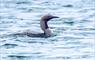 Places to see a Black-throated Diver North Uist