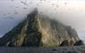Gannets over Boreray