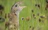 The Moorings corncrake