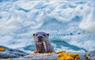 Coming ashore otter