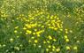 John's Bunkhouse yellow flowers