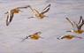 Flock of Black Tailed Godwits just returned from their breeding grounds and still in breeding plumage