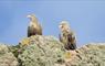 Immerse Hebrides Boat Tours 2 eagles on rocks