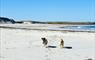 Langass Lodge dogs on beach